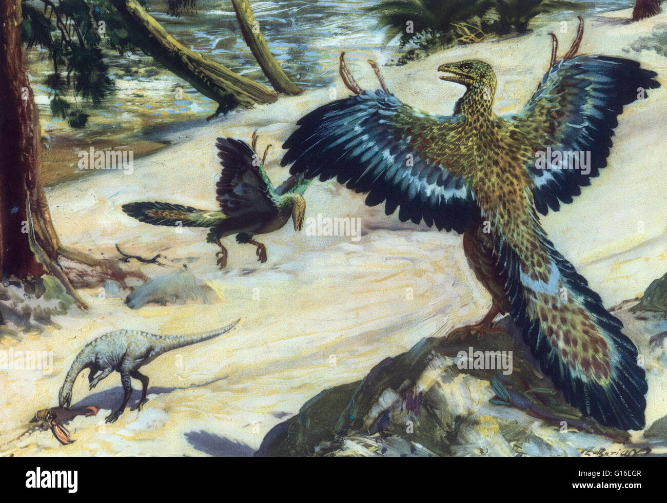 Archaeopteryx, parfois appelé par son nom allemand Urvogel (d'origine d'un oiseau ou d'un premier oiseau), est un genre de début de l'oiseau qui est transitoire entre les dinosaures à plumes et les oiseaux modernes. Il a vécu dans le Jurassique tardif autour de 150 millions d'années ha Banque D'Images