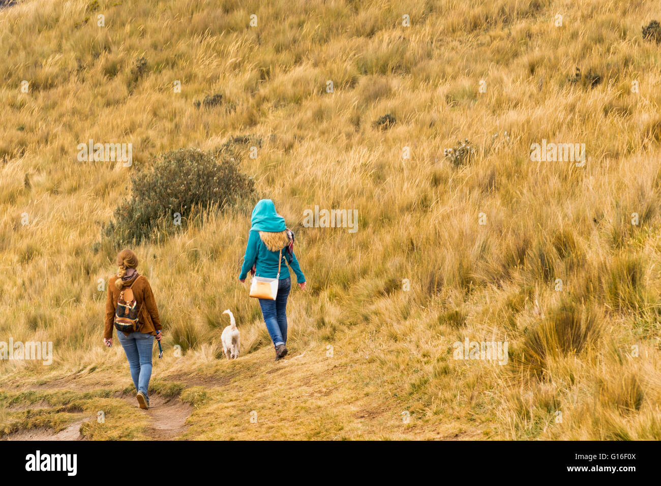 Vue arrière de deux jeunes femmes adultes à meadow marche dans les hauts de Quito, Equateur. Banque D'Images