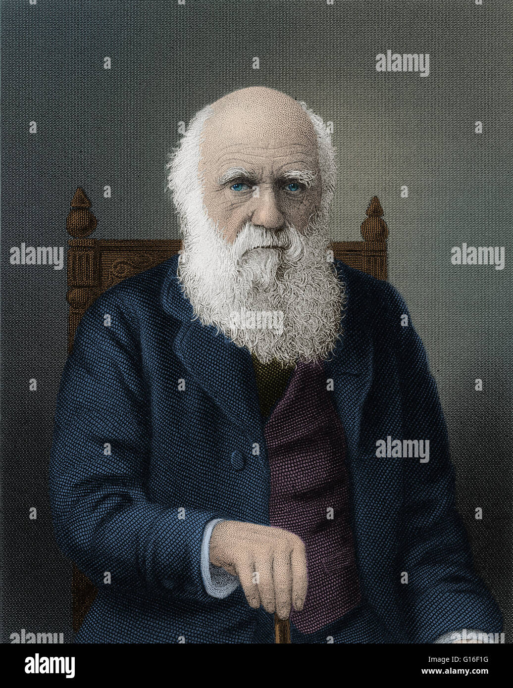 La gravure en ligne de Charles Darwin (1809-1882) à l'âge de 80 ans par Conrad cuisiner après Elliot et Fry. Darwin était un naturaliste et géologue anglais. Il a établi que toutes les espèces de vie sont descendus au fil du temps à partir d'ancêtres communs, et d'une articulation publica Banque D'Images