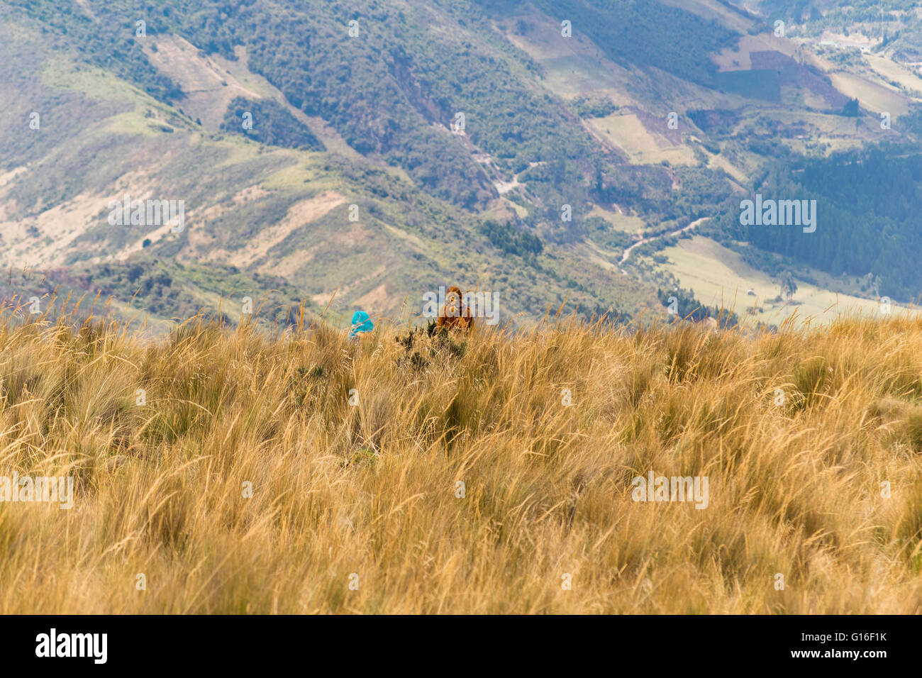 Vue arrière de deux jeunes femmes adultes à meadow marche dans les hauts de Quito, Equateur. Banque D'Images