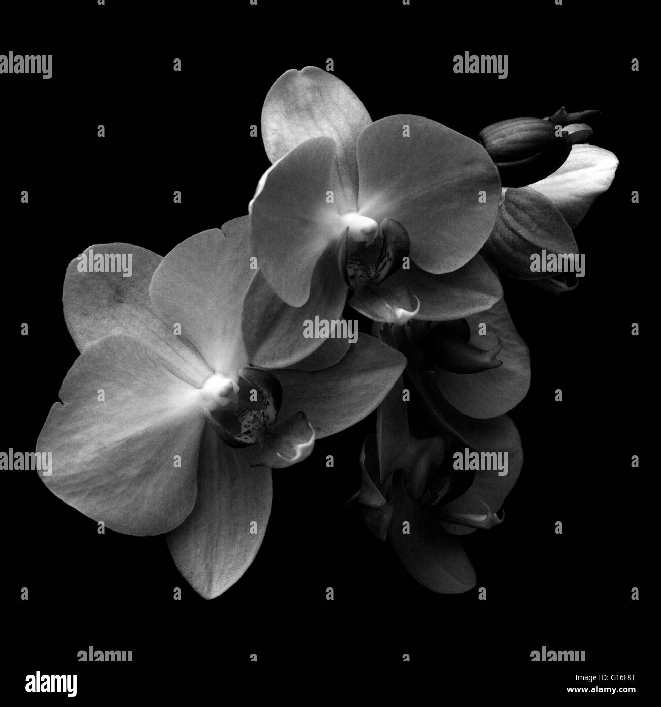 Orchidées en fleurs Banque D'Images