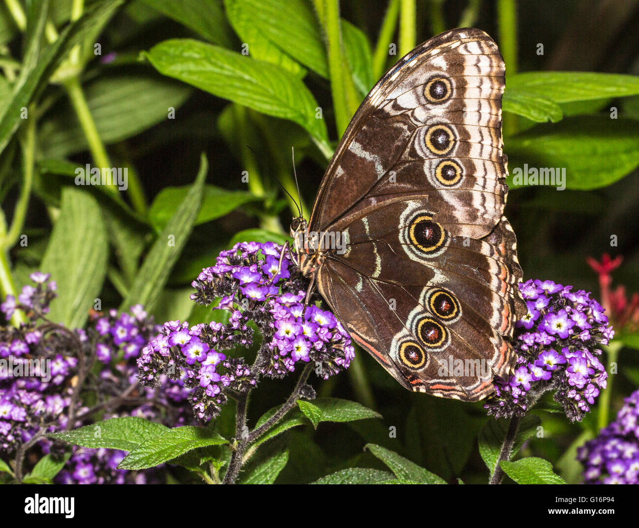 Papillon morpho bleu commun morpho peleides à San Diego Zoo Safari park la jungle des papillons Banque D'Images