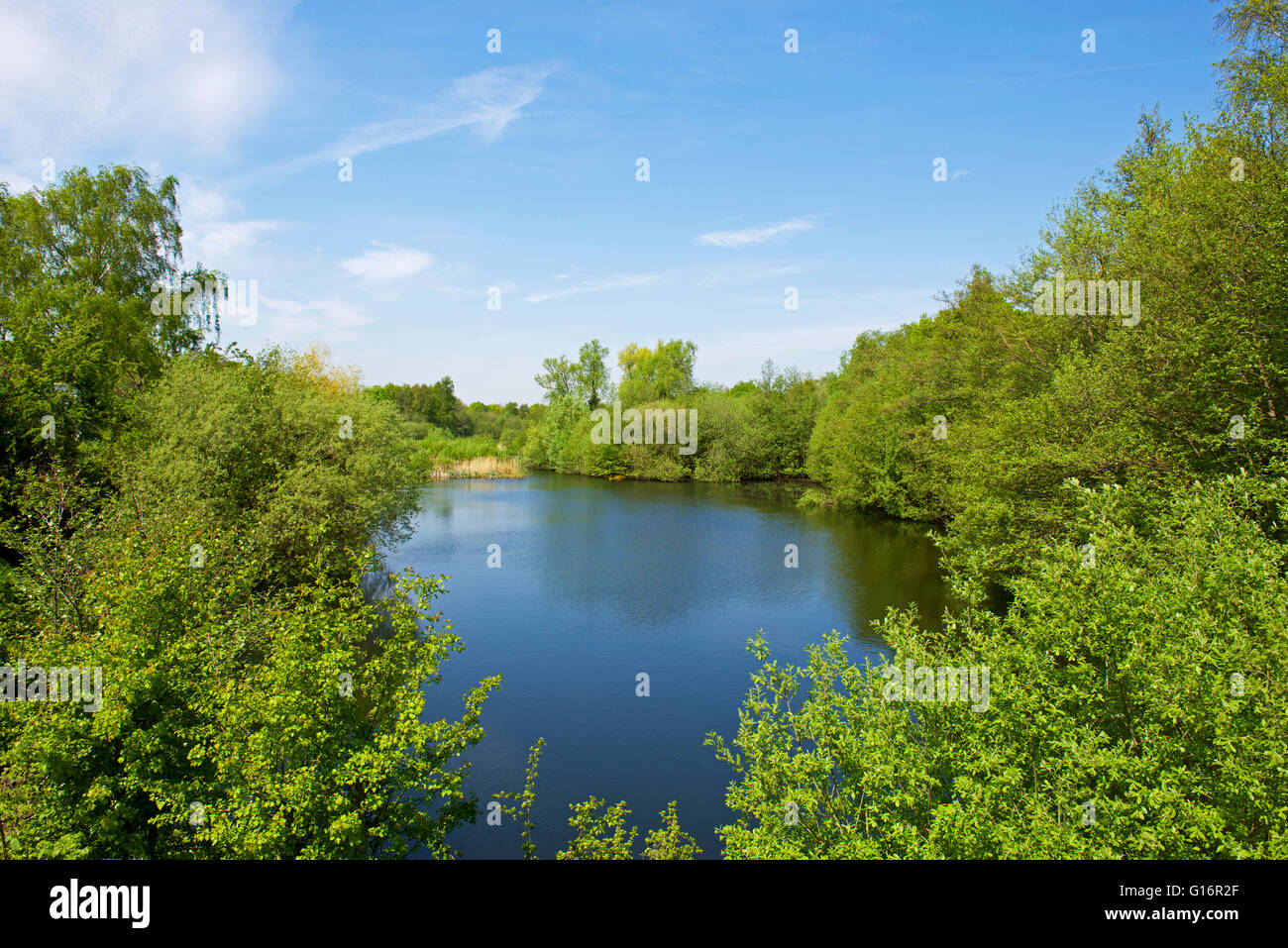 Lac à Fingringhoe Wick, une réserve naturelle de fiducie de la faune d'Essex près de Colchester, Essex, Angleterre, Royaume-Uni Banque D'Images