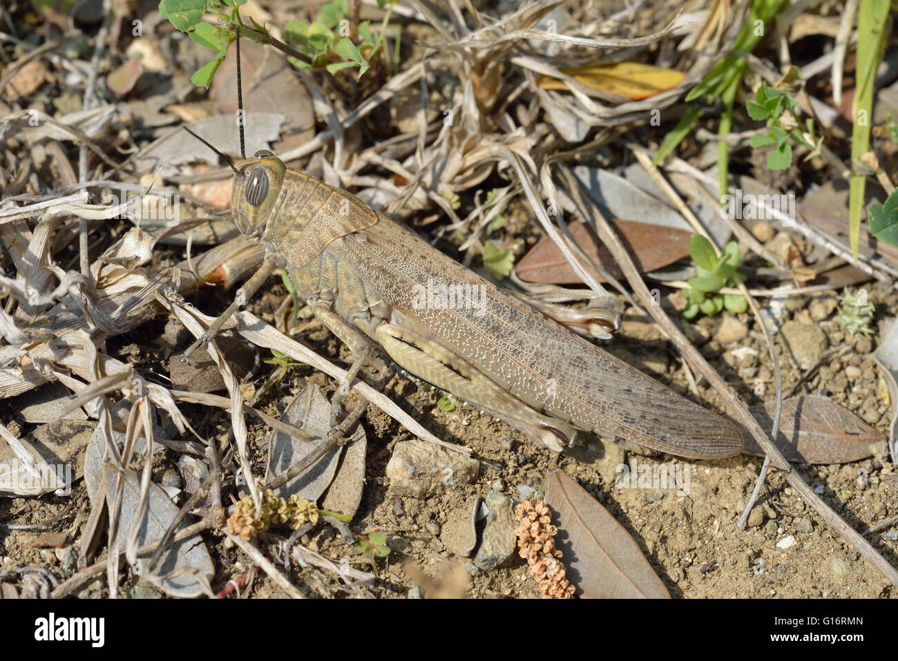 - Anacridium aegyptium sauterelle égyptien grande sauterelle Méditerranéenne Banque D'Images