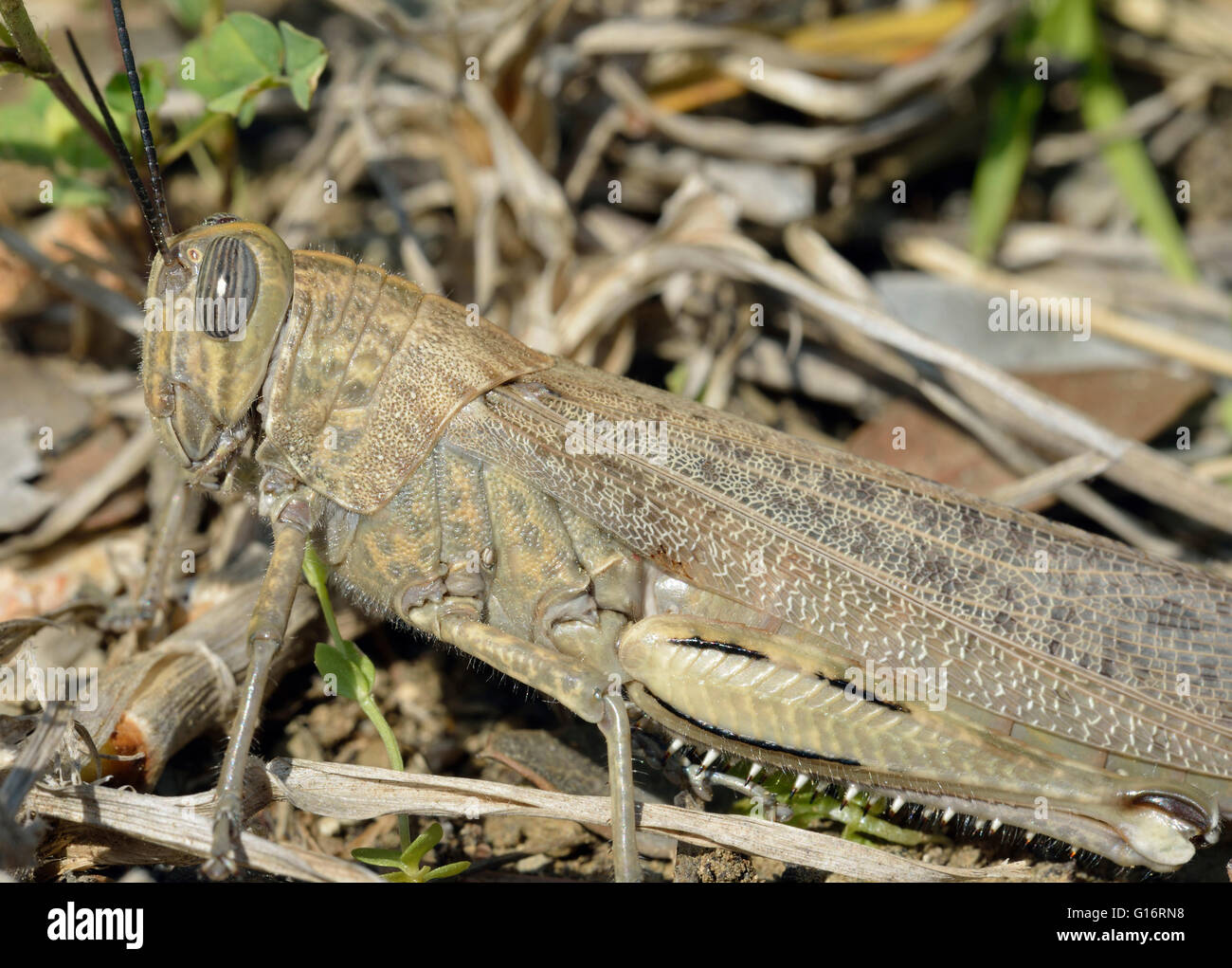 - Anacridium aegyptium sauterelle égyptien libre montrant l'Œil à rayures Banque D'Images