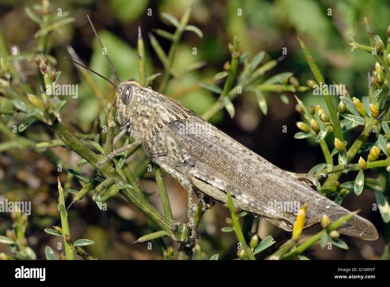 - Anacridium aegyptium sauterelle égyptien sur Genista fasselata Banque D'Images