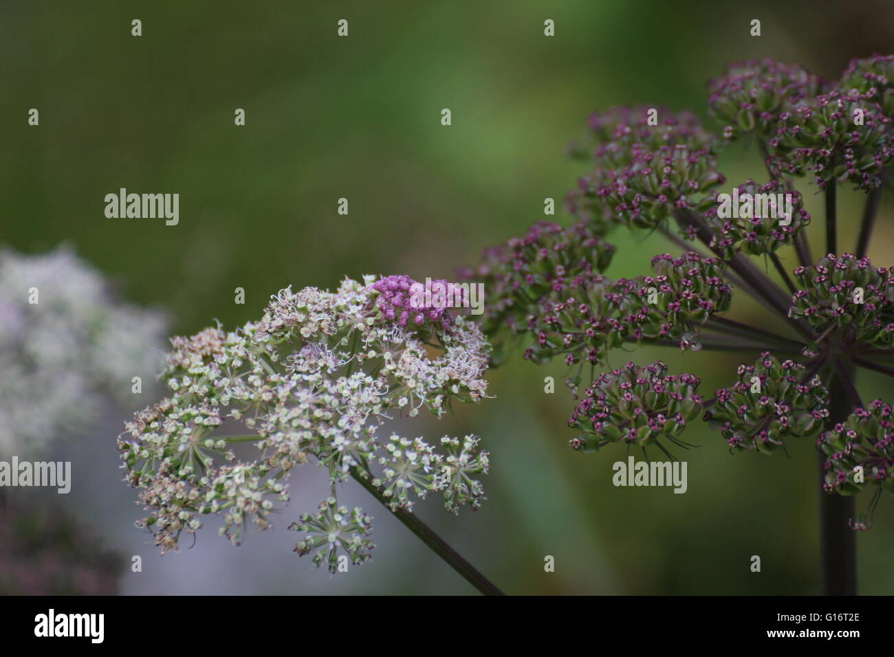 Les fleurs de l'Angélique (Angelica archangelica). Banque D'Images