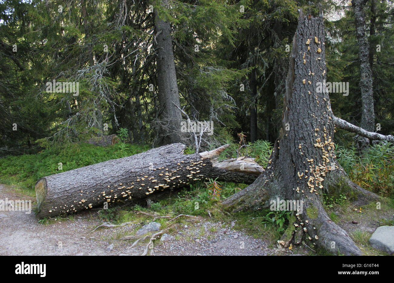 Beaucoup de champignons sur arbre en décomposition des pièces. Banque D'Images