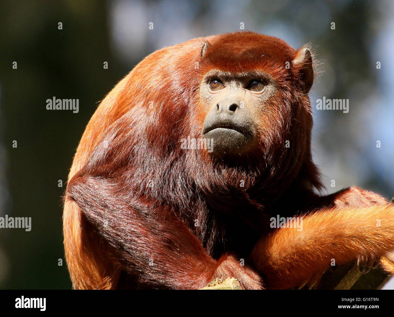 Jeune mâle rouge vénézuélienne singe hurleur (Alouatta alonnatta) Banque D'Images