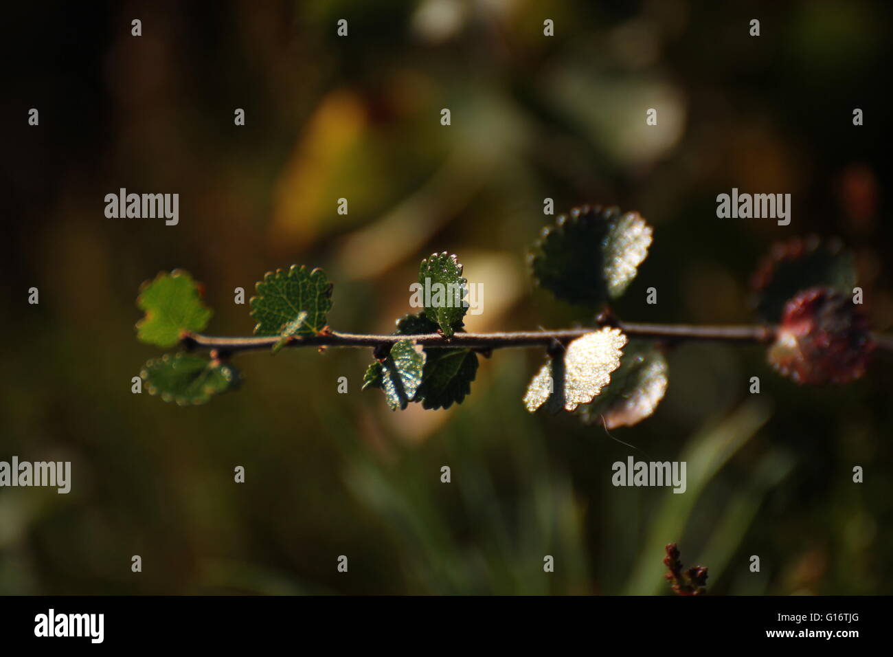 La Direction générale de bouleau glanduleux (Betula nana), une espèce de bouleau que comme de plus en plus d'arbustes nains dans le Nord de l'Europe. Banque D'Images