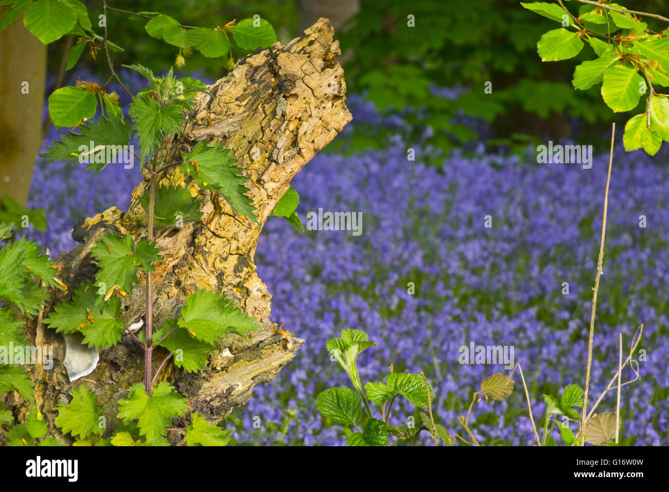 Souche d'arbre en bois de bluebell Banque D'Images