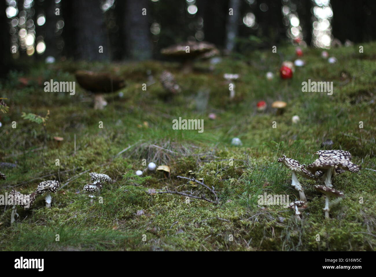 Variété de champignons dans une forêt suédoise. Banque D'Images