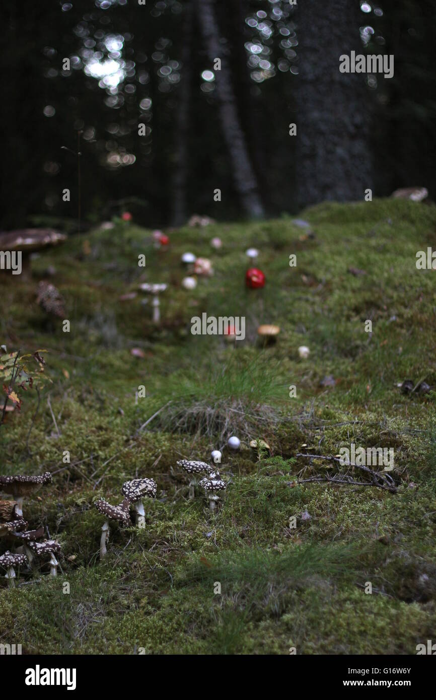 Variété de champignons dans une forêt suédoise. Banque D'Images