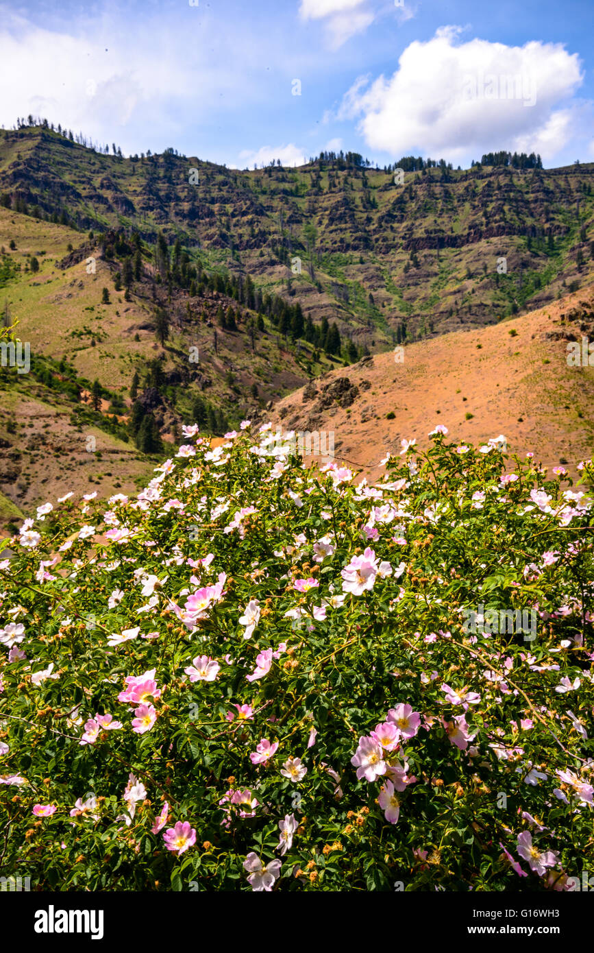 Hells Canyon National Recreation Area Banque D'Images