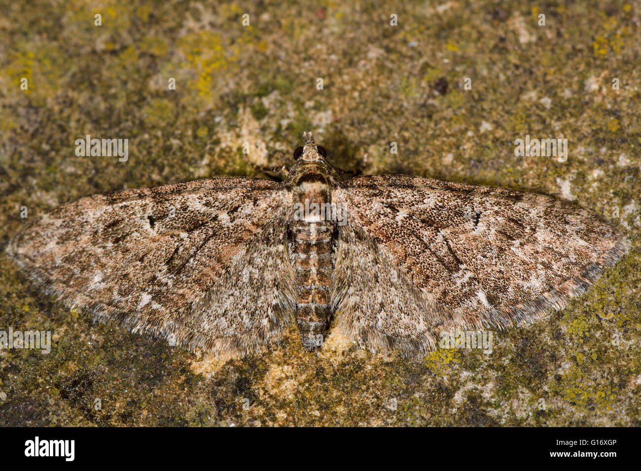 Chat Teigne Pug Eupithecia Abbreviata Insectes Britannique De La Famille Des Geometrides Geometer Papillons Photo Stock Alamy