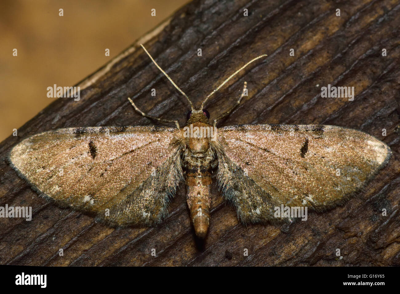 Le pug moth mouchetée fauve (Eupithecia icterata). Insectes britannique de la famille des Geometridés, geometer papillons Banque D'Images
