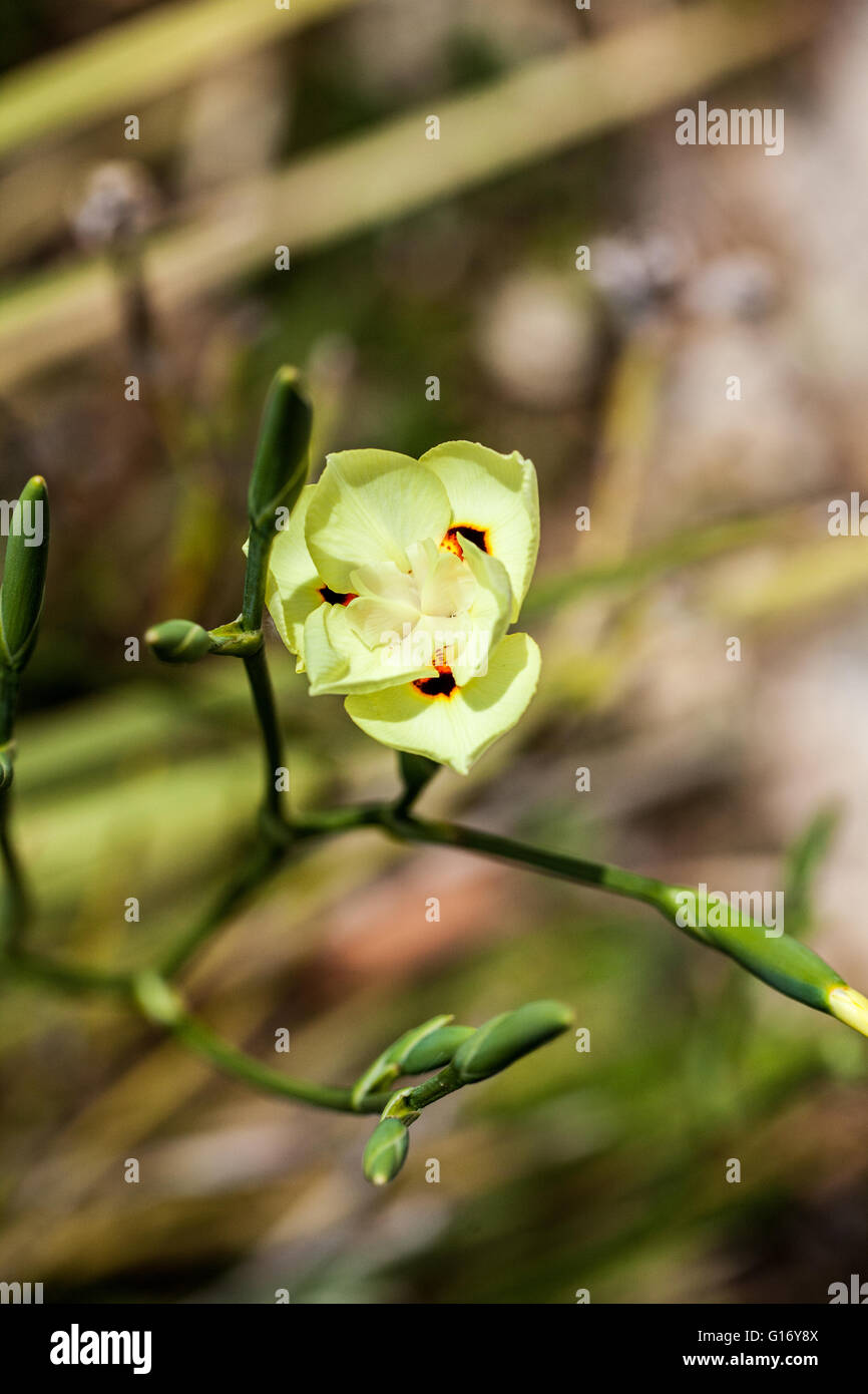 Dietes bicolor Banque D'Images