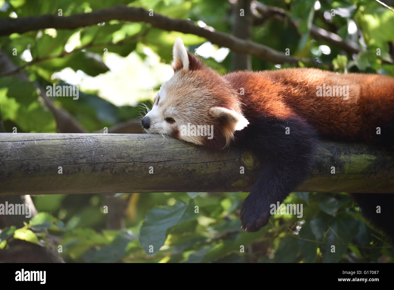 Le panda rouge reposant sur un arbre Banque D'Images