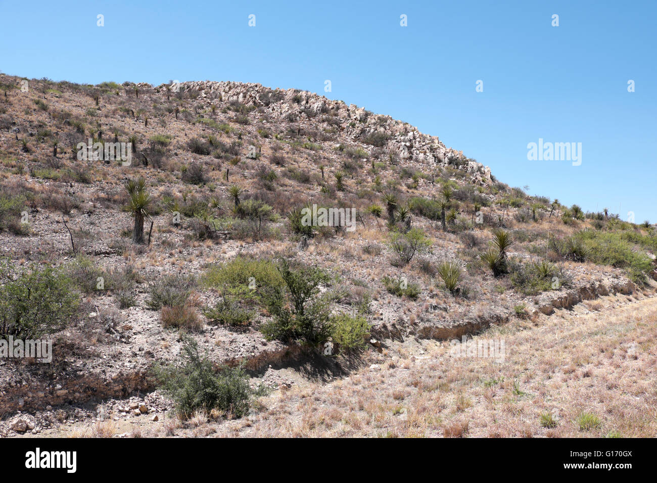 Monticule de roche ignée dans le bassin de la Chiso Big Bend National Park, Texas, USA sud-ouest Banque D'Images