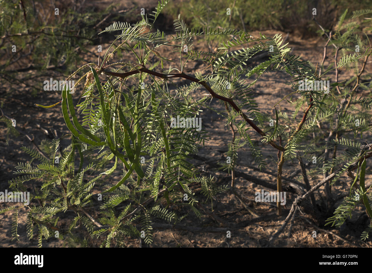 Haricots Mesquite croissant sur un très jeune arbre dans le désert près de la Butte de l'étude, au Texas, tout près de la Big Bend National Park. Banque D'Images