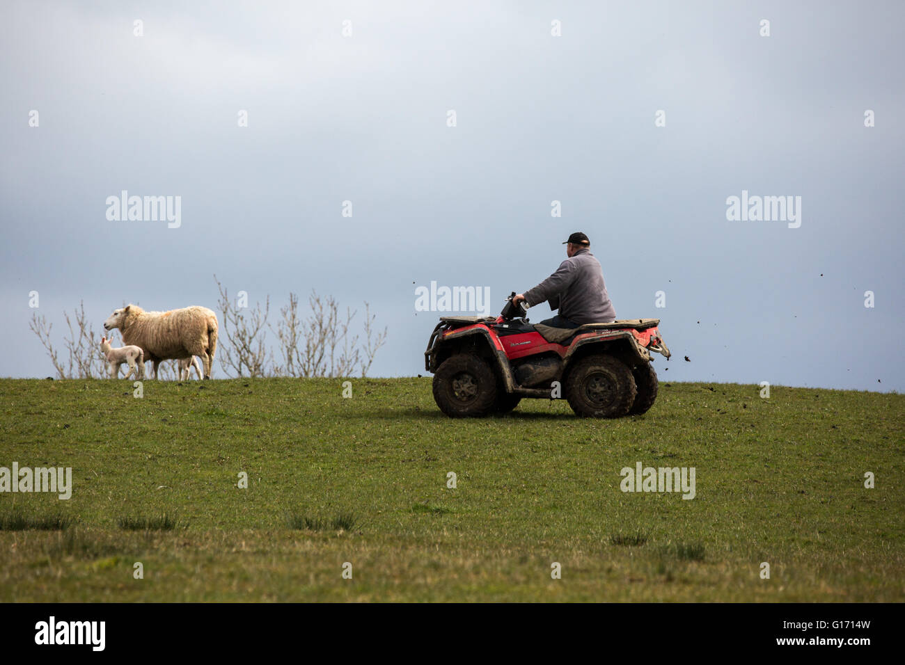 Un agriculteur sur son quad sur un champ Banque D'Images