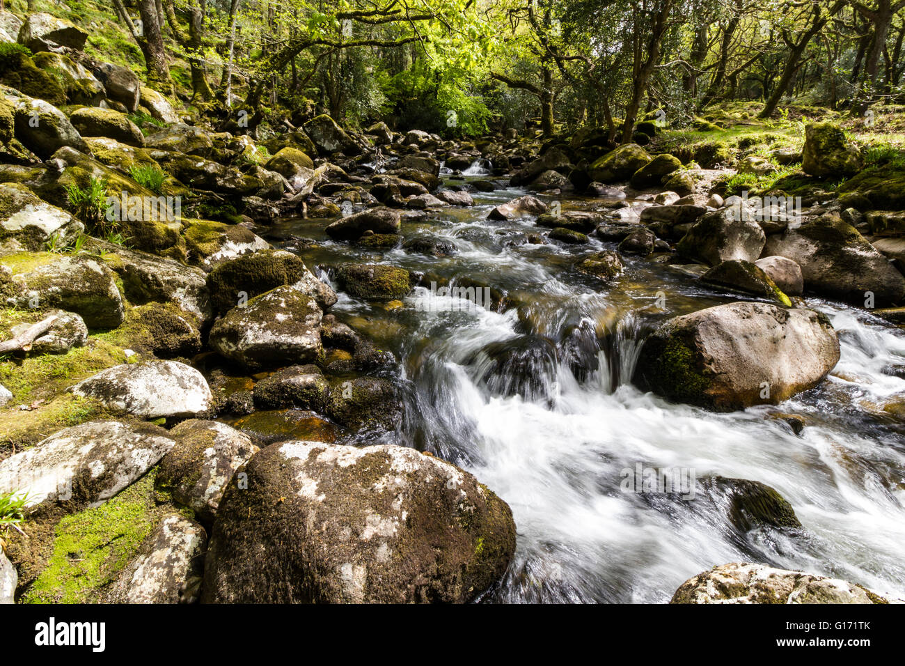 La rivière en cascade sur des rochers moussus Plym Dewerstone à travers bois. Près de Shaugh avant, Dartmoor, dans le Devon, Angleterre. Printemps 2016. Banque D'Images