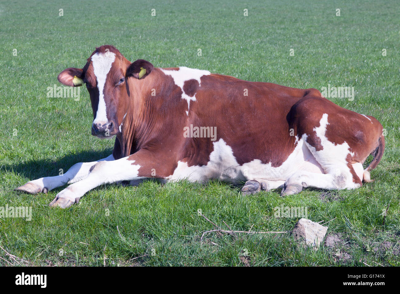 Red holstein cow Banque de photographies et d’images à haute résolution ...