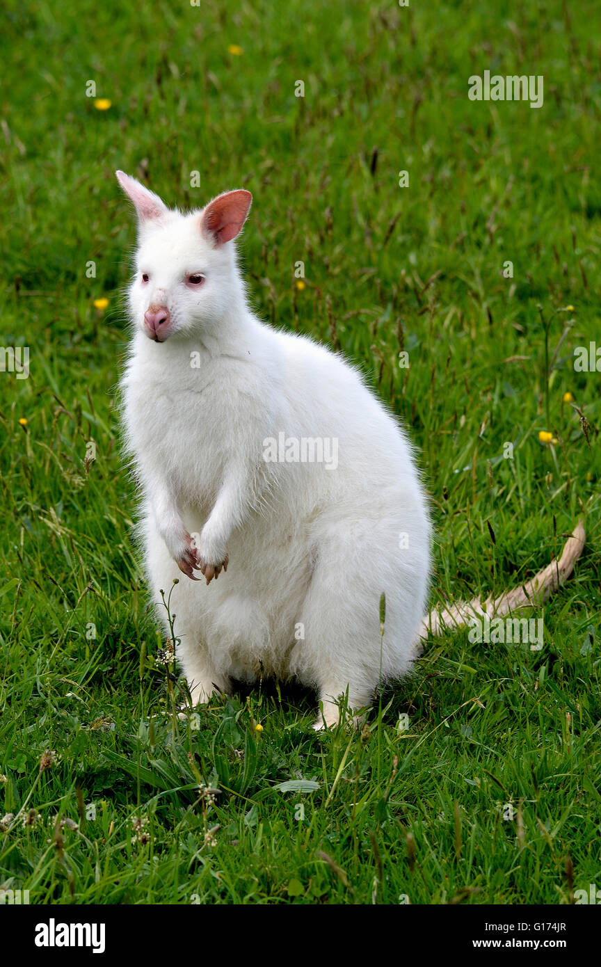 Un wallaby albinos Banque D'Images