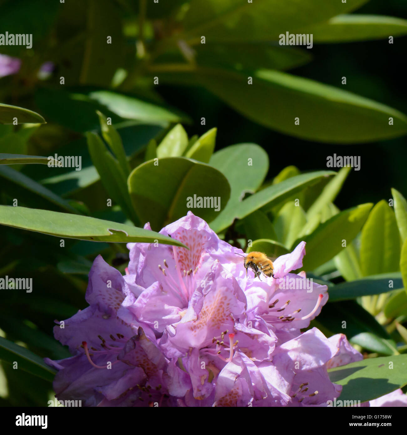 Vol de l'abeille à un rhododendrum fleur pour le pollen Banque D'Images