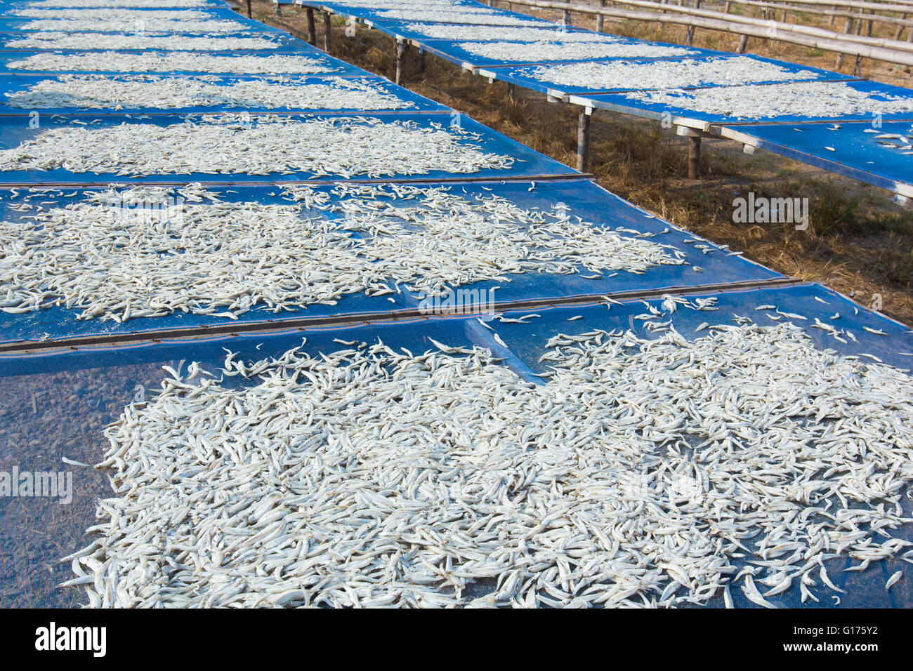 Petit poisson salé séché sous le soleil dans la province de Chanthaburi, Thailande Banque D'Images