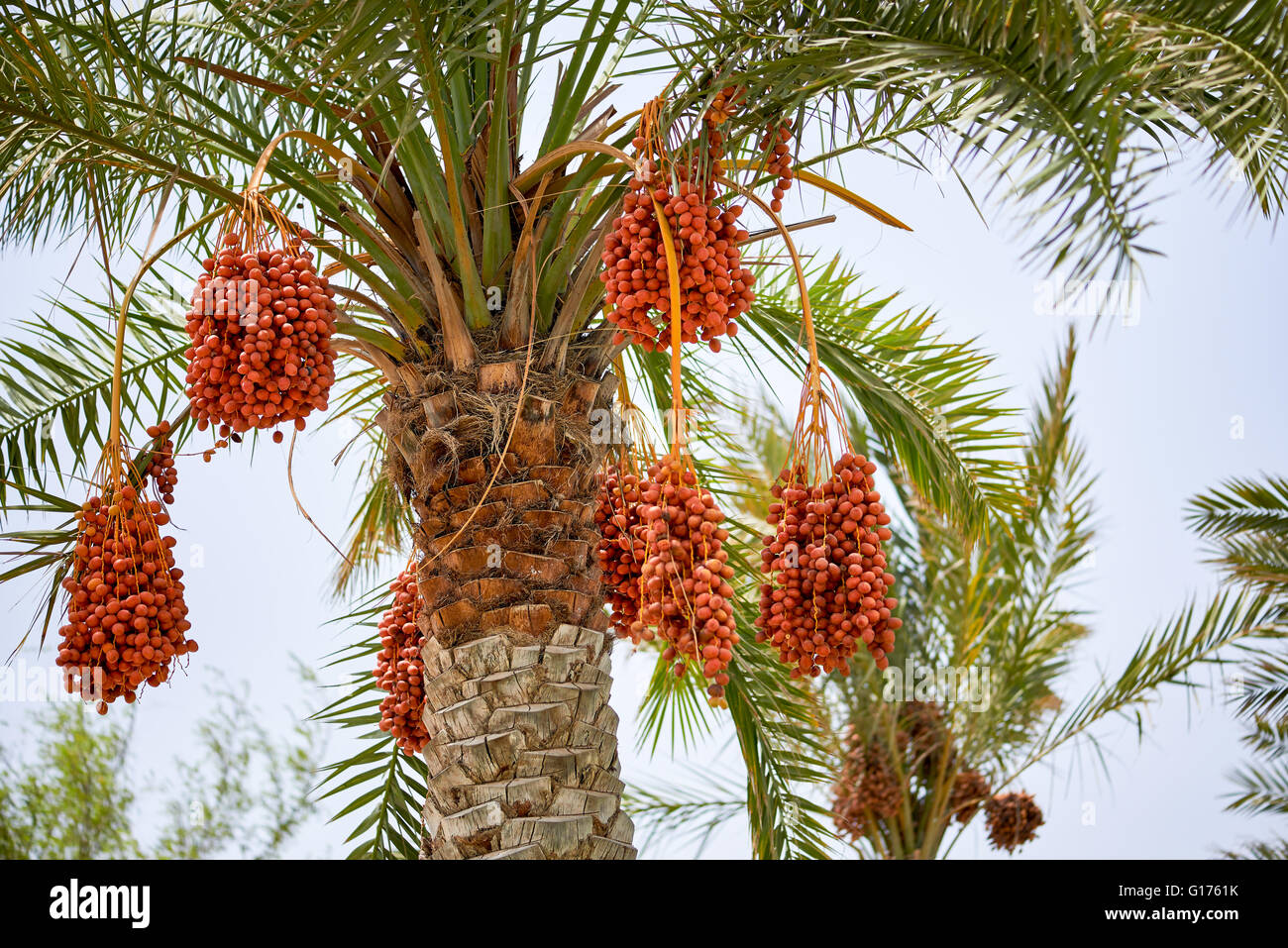 Date de maturation palms Banque D'Images