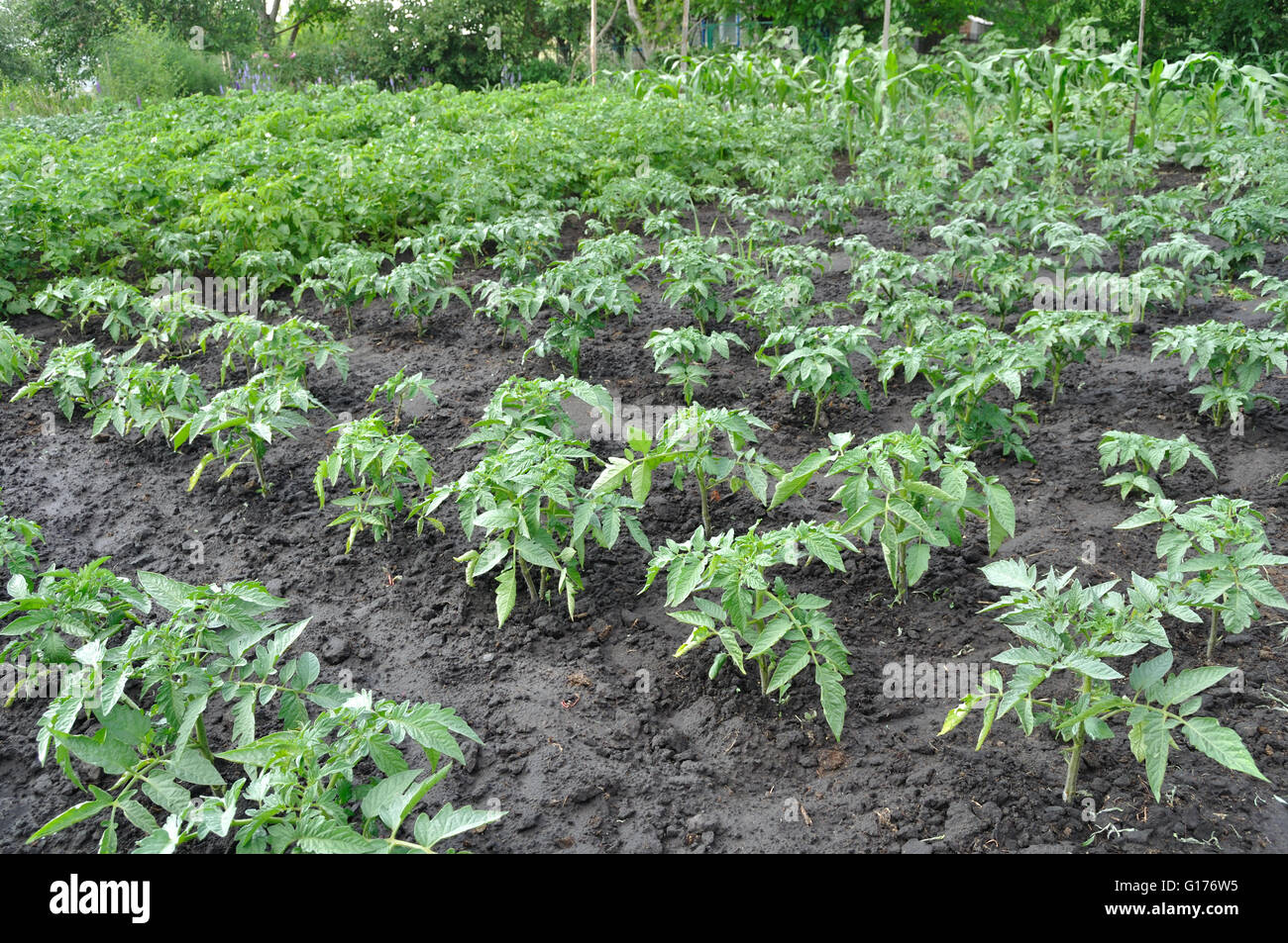 Plantation de tomates Banque D'Images