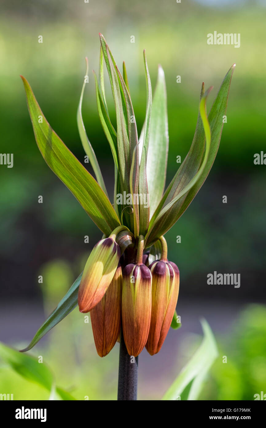 Fritillaria Imperialis Aurora, couronne impériale fleurs Banque D'Images