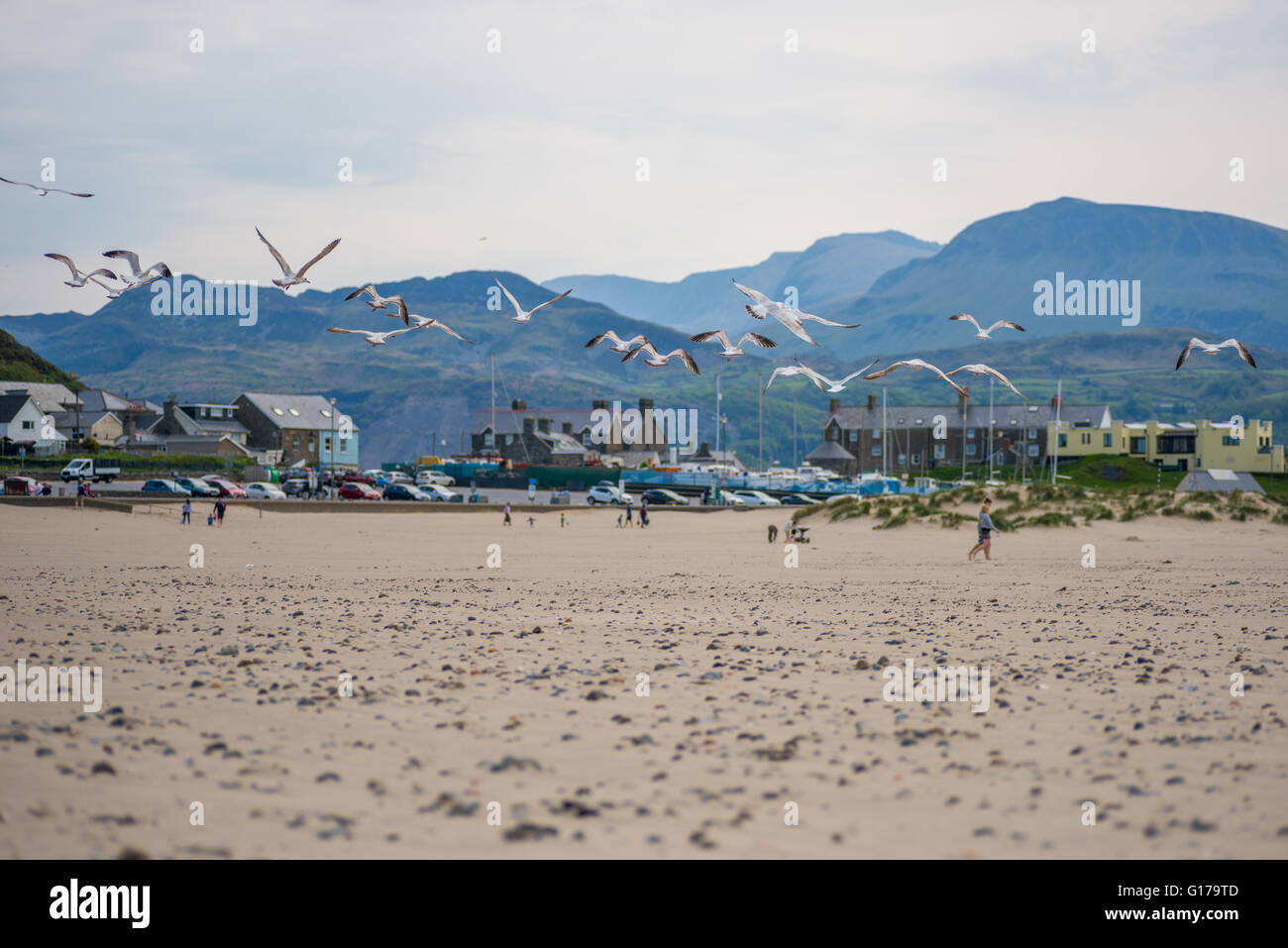 Mouettes décollant de la plage de Barmouth et le Nord du Pays de Galles Banque D'Images