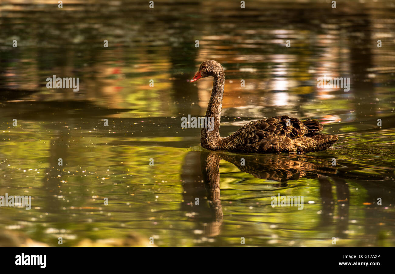 Un cygne noir sur une piscine extérieure. Banque D'Images