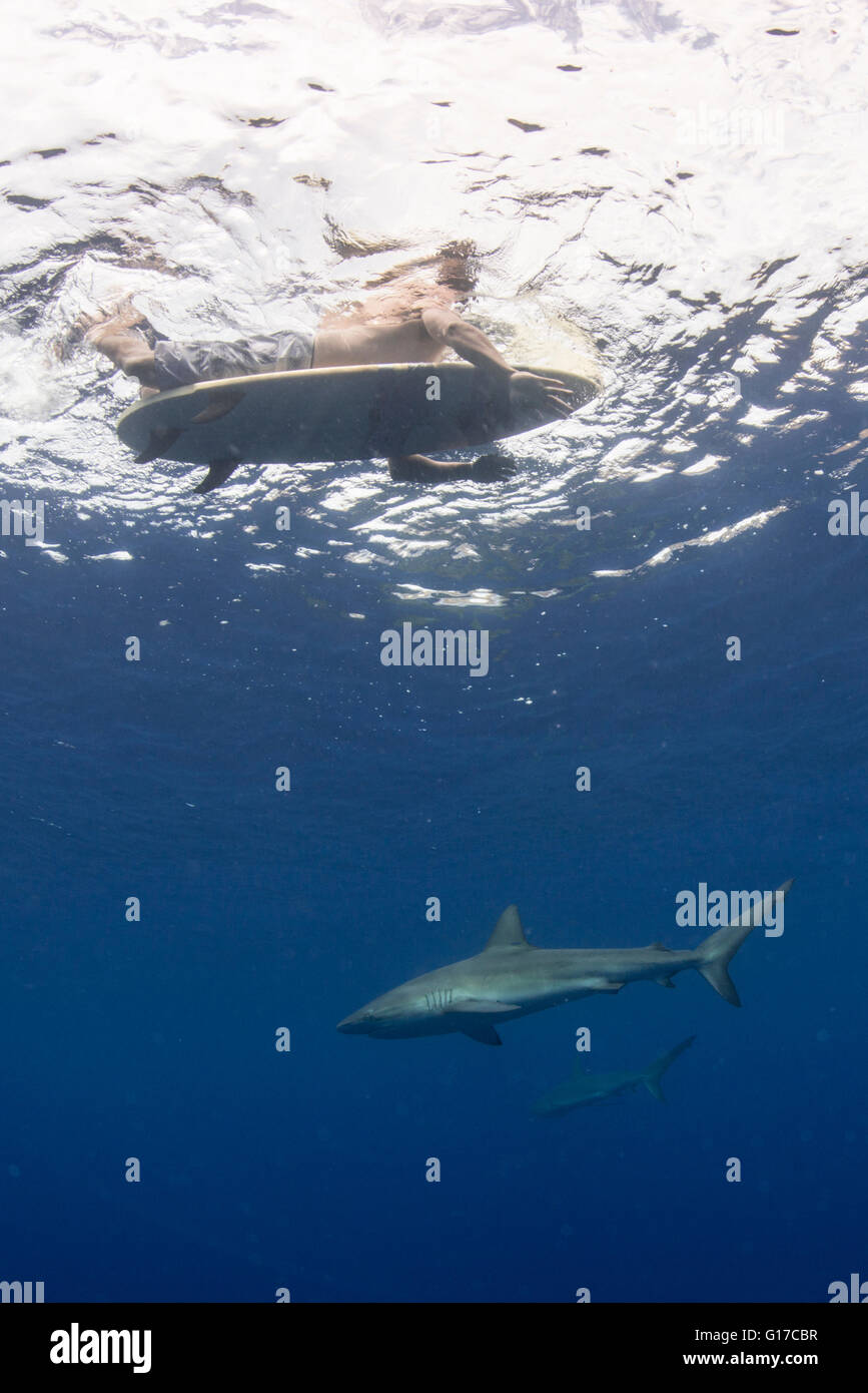 Low angle sous-vue de surfer sur une planche de surf avec les requins, Colima, Mexique Banque D'Images