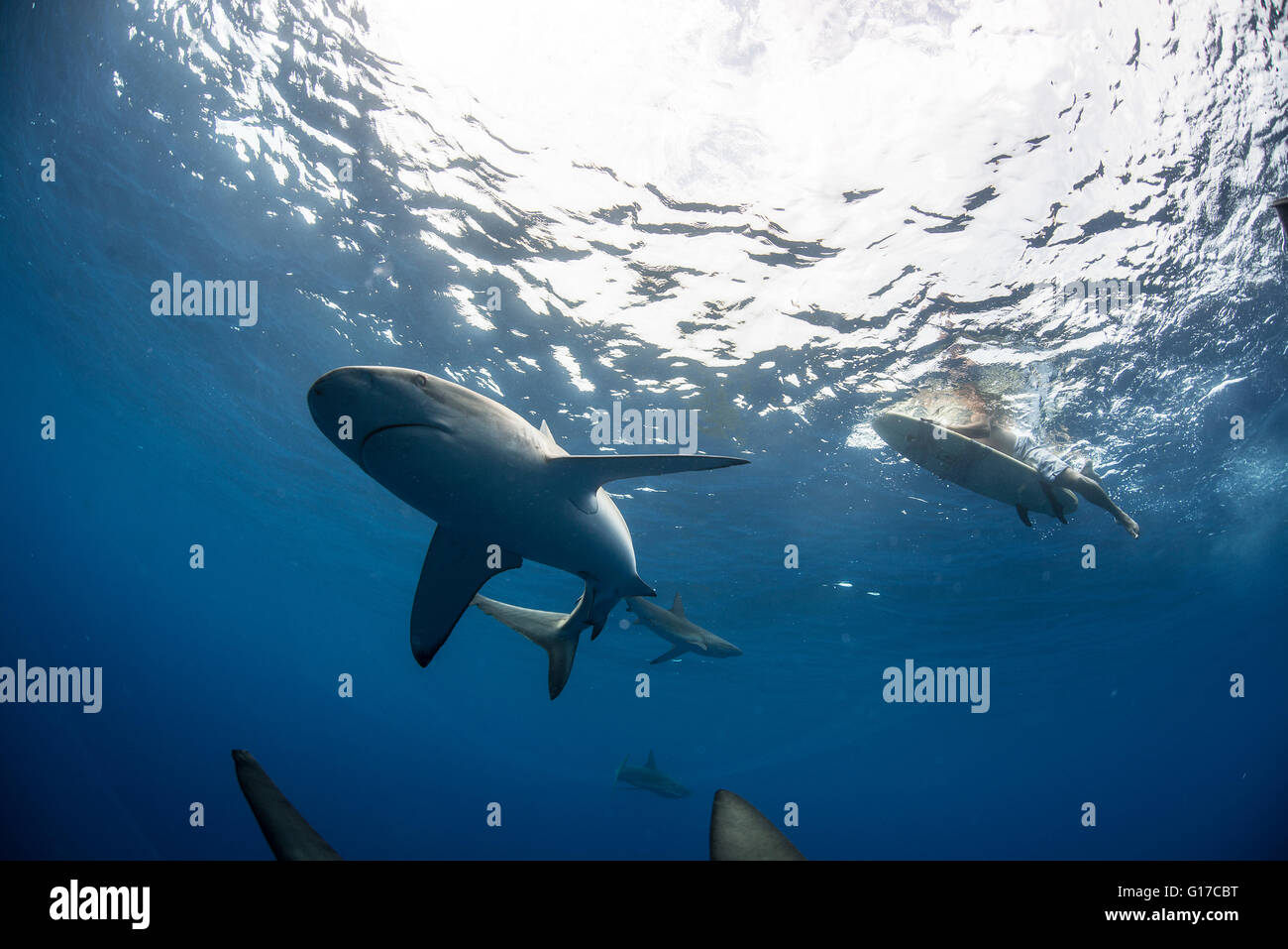 Underwater view surfer on surfboard Banque de photographies et d'images à  haute résolution - Alamy