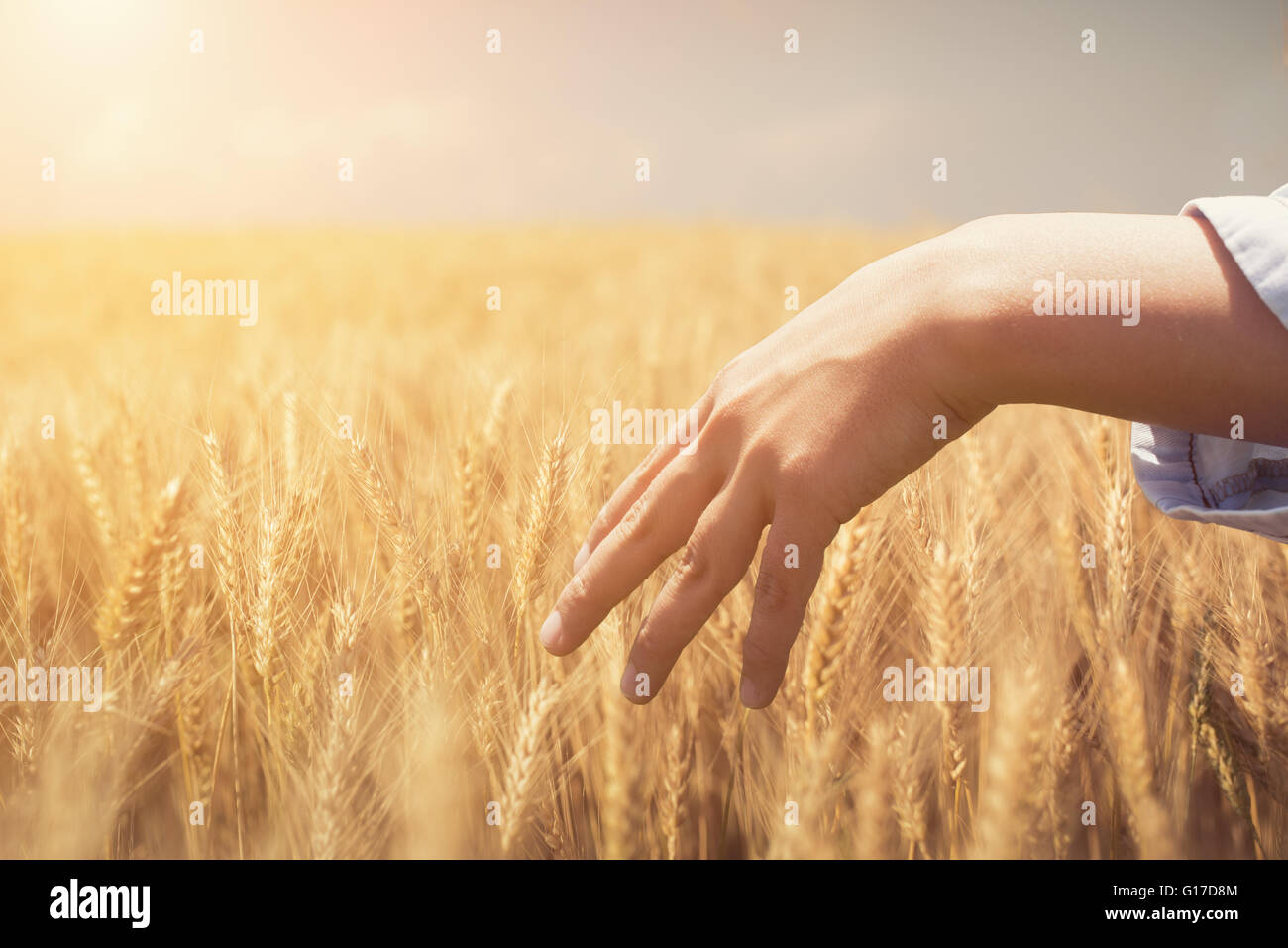 Woman's hand touch les épis de blé au coucher du soleil Banque D'Images