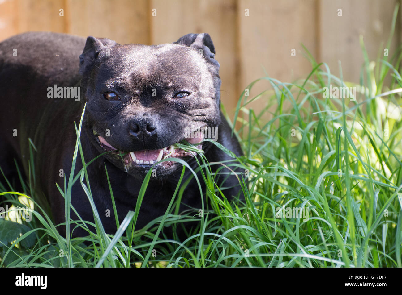 Un Staffordshire Bull Terrier mange de l'herbe. Banque D'Images