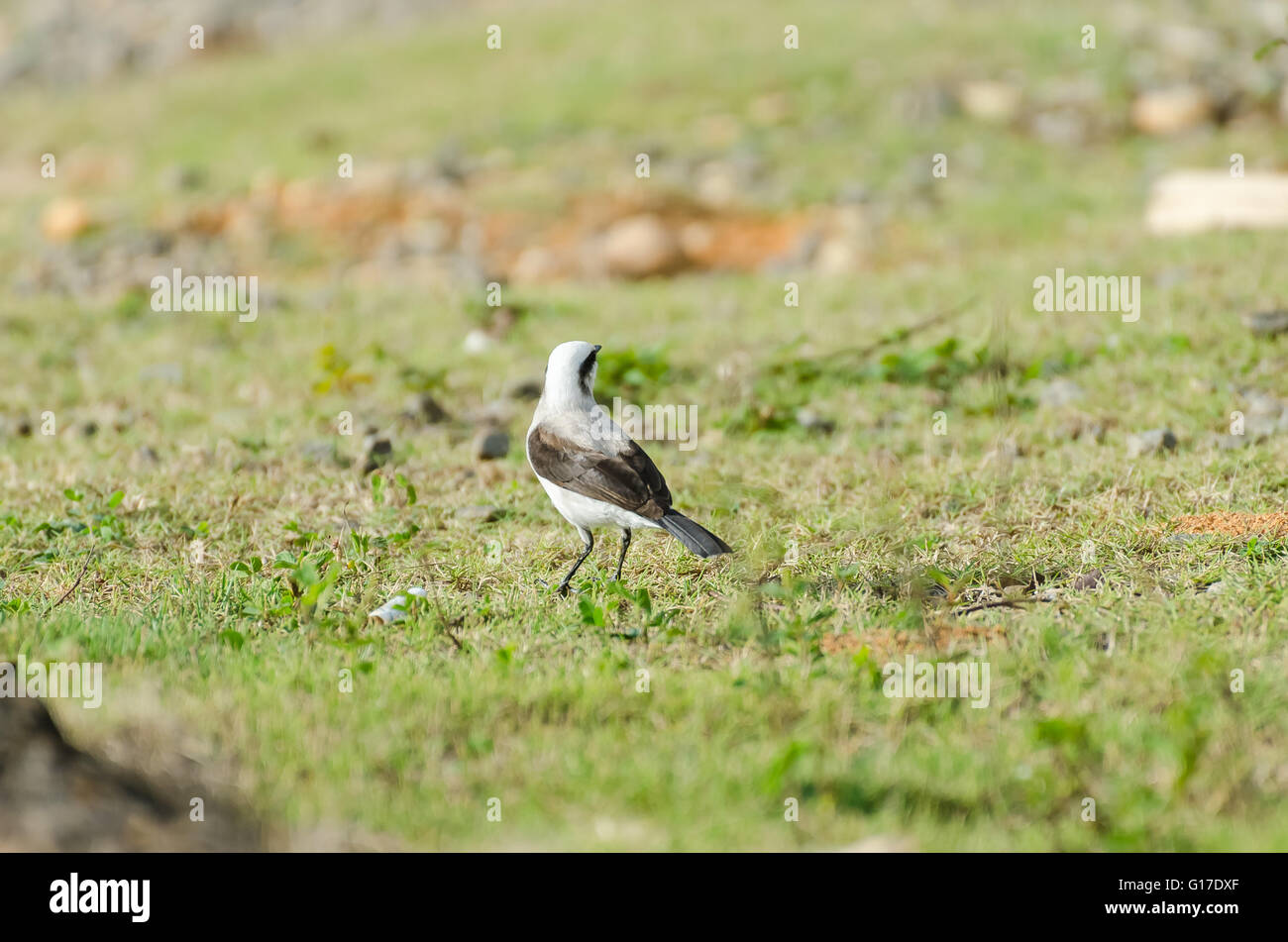 Oiseau noir et blanc à la recherche de nourriture sur l'herbe Banque D'Images