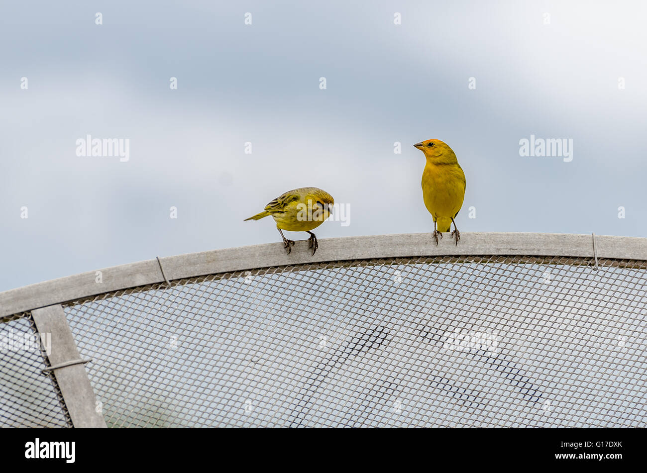 Safran (Sicalis flaveola oiseau Finch - Linnaeus, 1766) Banque D'Images