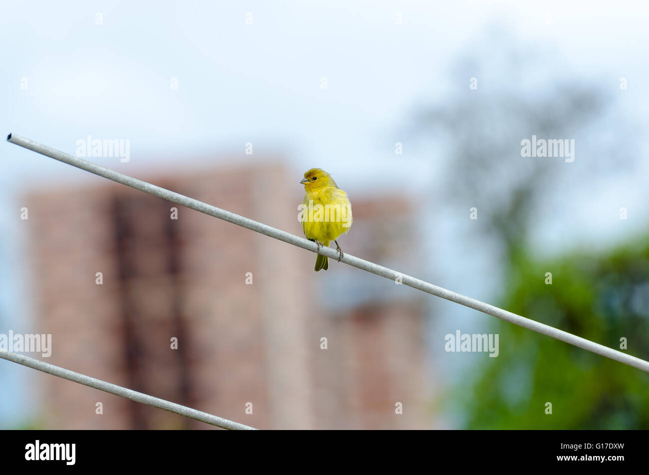 Safran (Sicalis flaveola oiseau Finch - Linnaeus, 1766) Banque D'Images