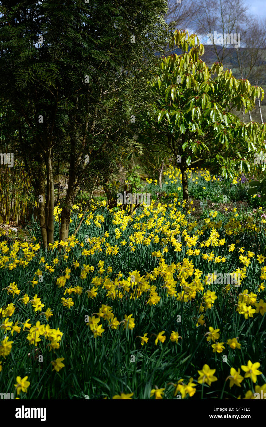 Fleurs de printemps hellebores jonquilles parterres de fleurs bordures mixtes plantation RM Floral Banque D'Images