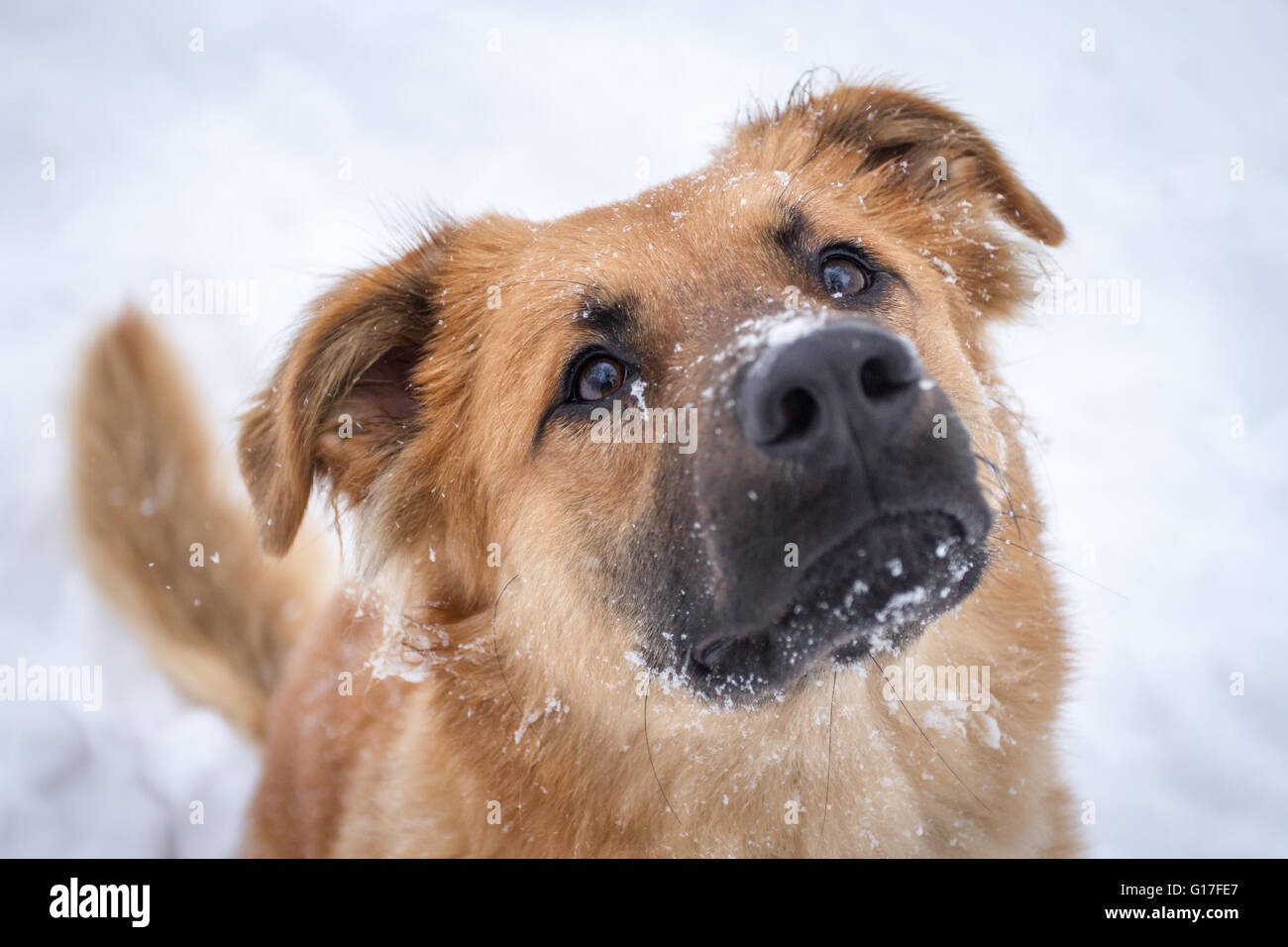 Chien au cours de l'hiver neige avec flocons de neige sur son visage Banque D'Images