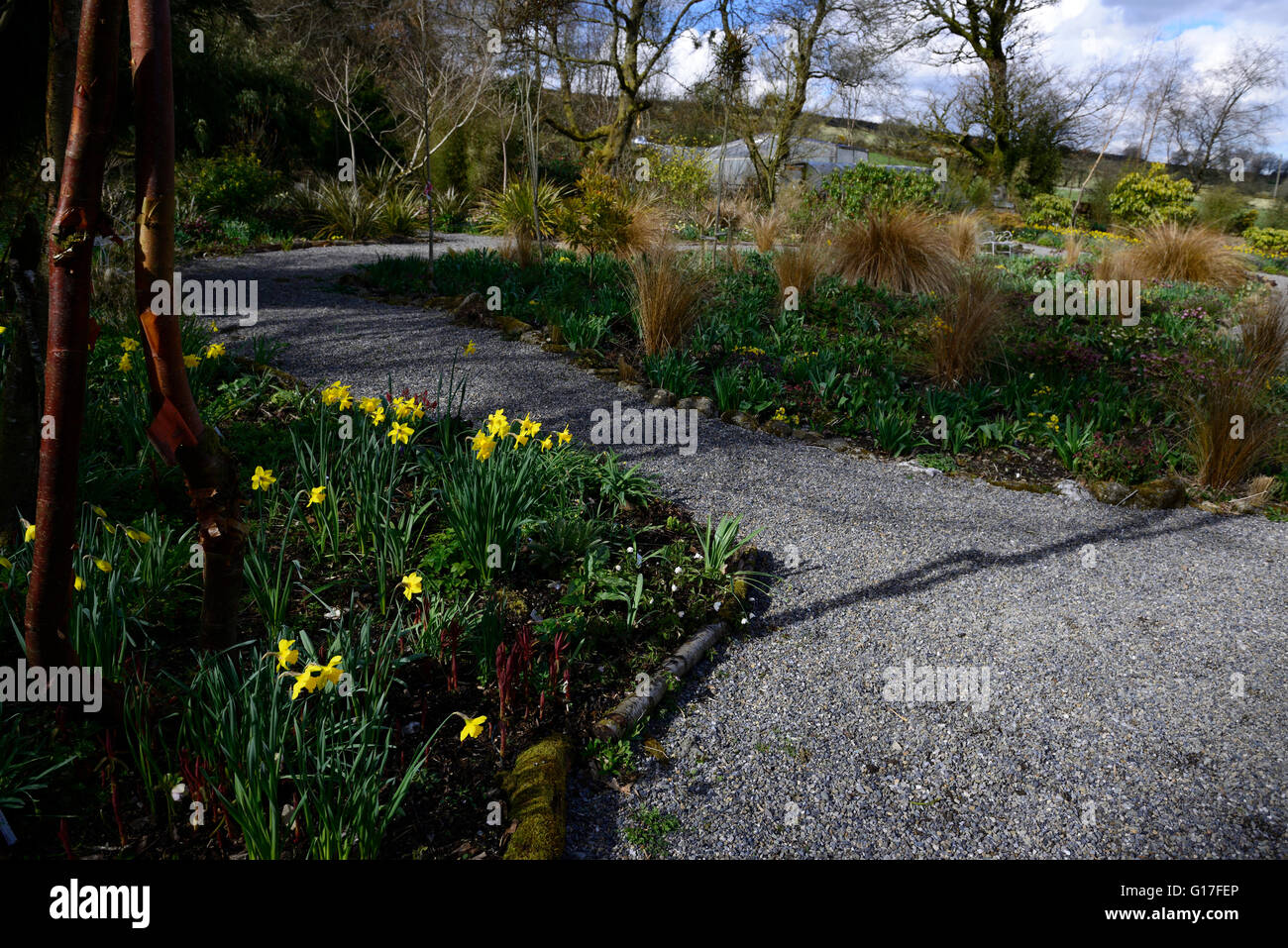 Les jardins de l'Irlande Wicklow Brook chasse fleurs de printemps de graines hellébores daffodials lits parterres floraux RM plantation mixte de frontières Banque D'Images