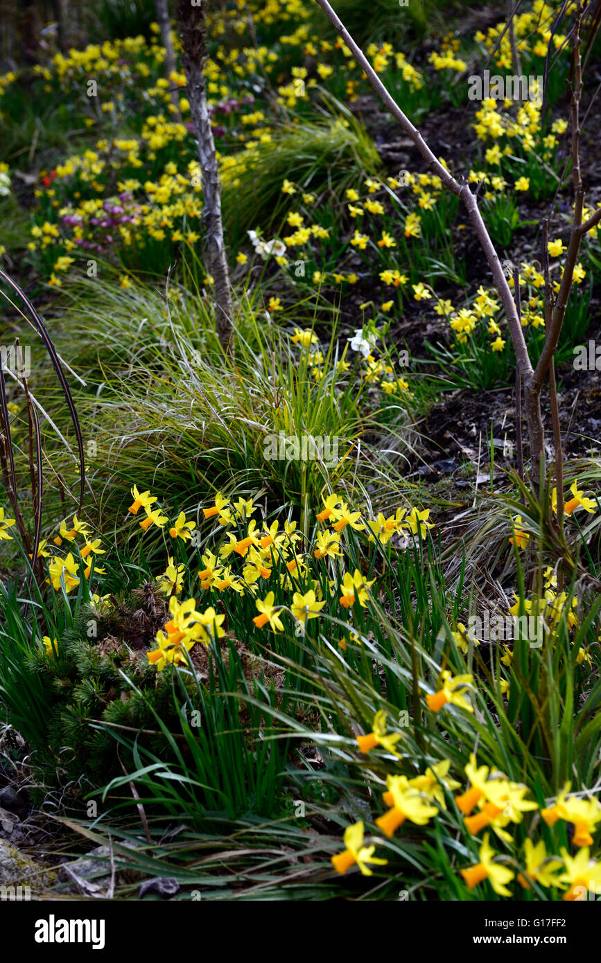Narcisse Jetfire nain jaune jonquilles miniature afficher naturaliser  naturaliser printemps Floral RM affichage banque Photo Stock - Alamy
