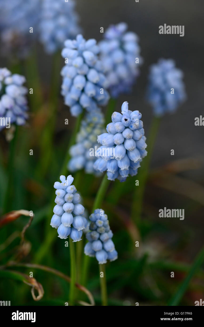 Muscari armeniacum Valerie Finnis decor fleurs bleues fleurs jardin fleurs de printemps Fleurs RM ampoule Banque D'Images