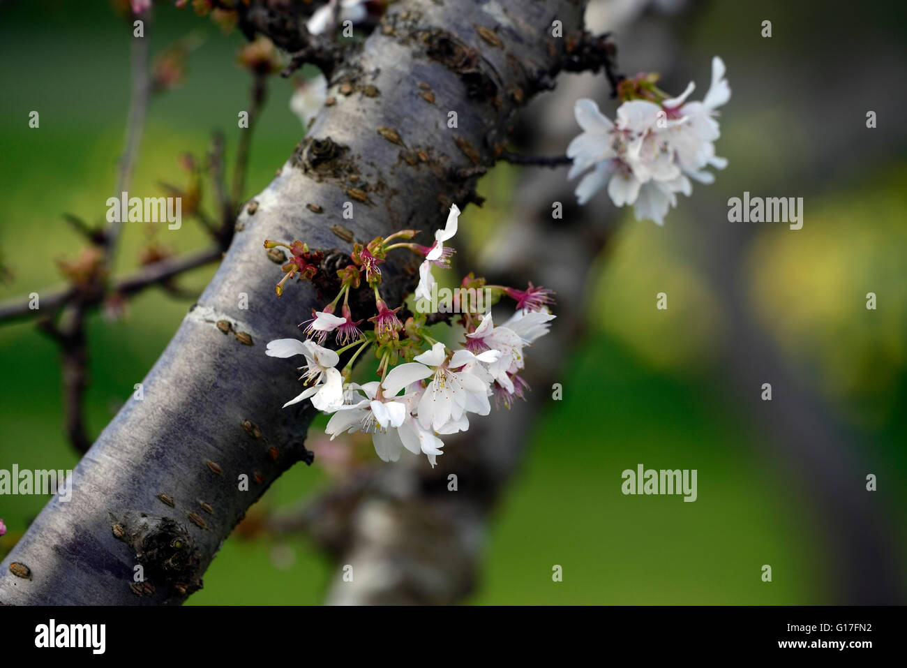 Prunus annonce cluster woodfield à petites fleurs blanches fleurs de cerisier d'ornement fleur fleur fleurs printemps RM Banque D'Images