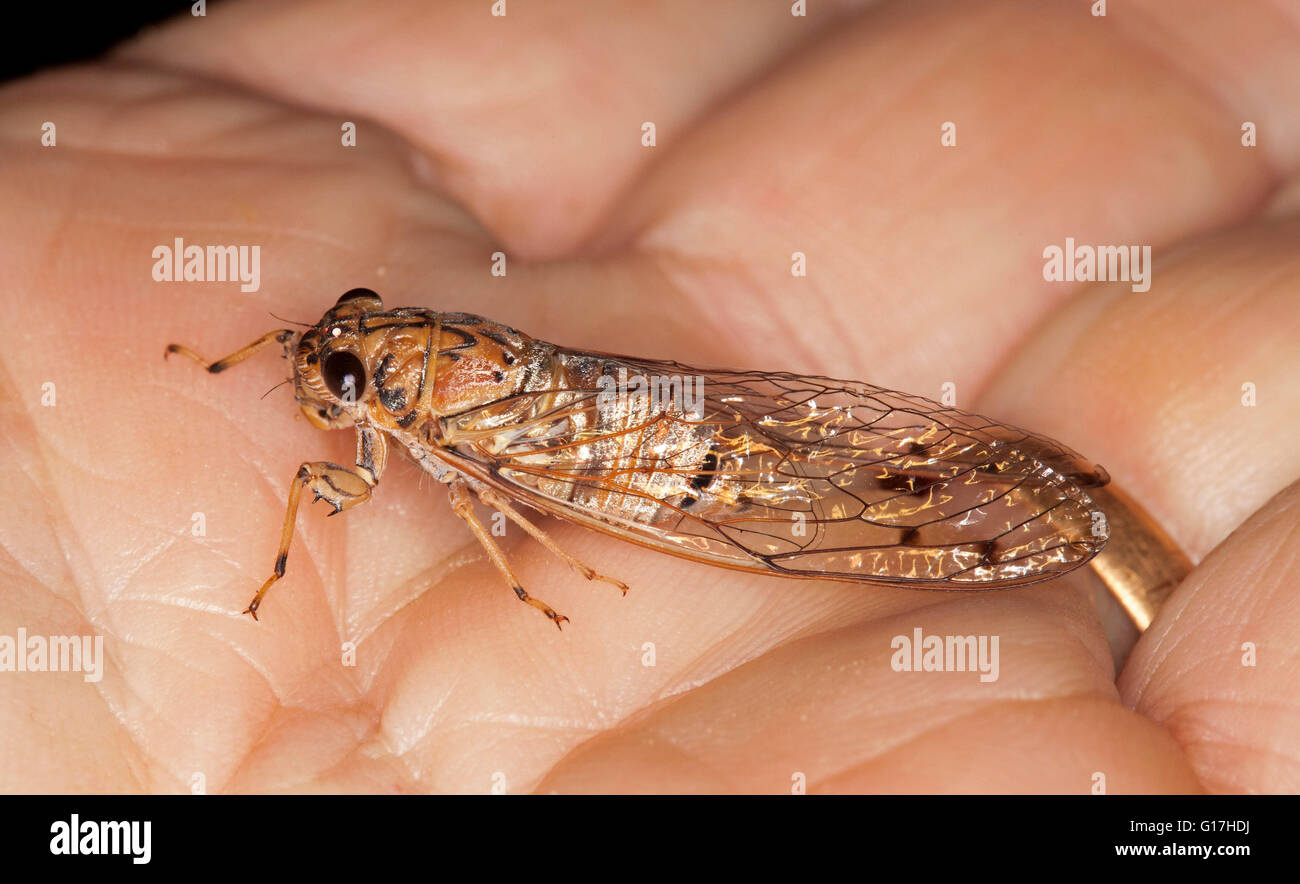 Cigale insectes australienne, avec des yeux énormes et délicates ailes de dentelle sur sa main , la faune inoffensive en arrière-cour / jardin Banque D'Images