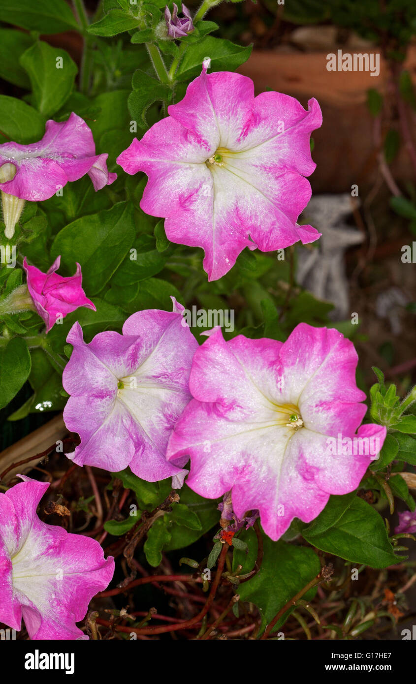 Grappe de fleurs rose vif pétunia blanc, avec des centres à froufrous, pétales et feuilles vert émeraude, des plantes de jardin. Banque D'Images